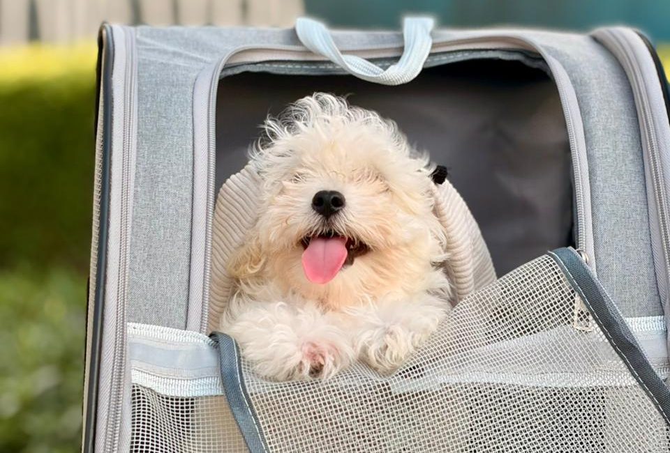 Maltipoo puppy for sale in Dubai