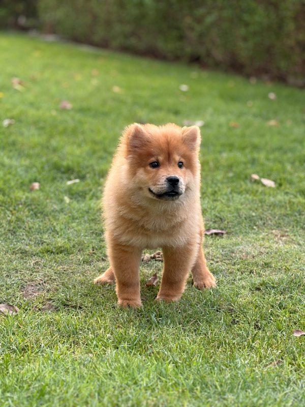 Chow Chow puppy for sale in Dubai