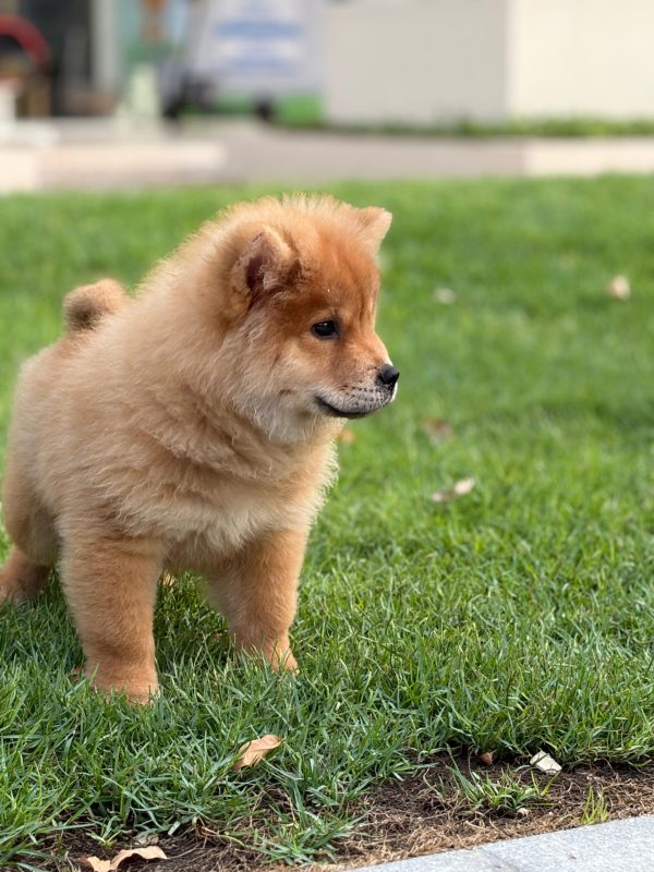 Chow Chow puppy for sale in Dubai