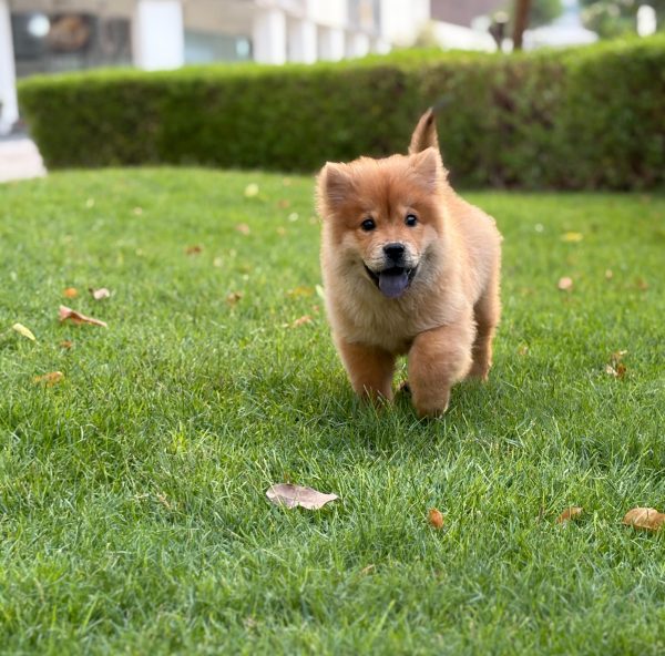 Chow Chow puppy for sale in Dubai