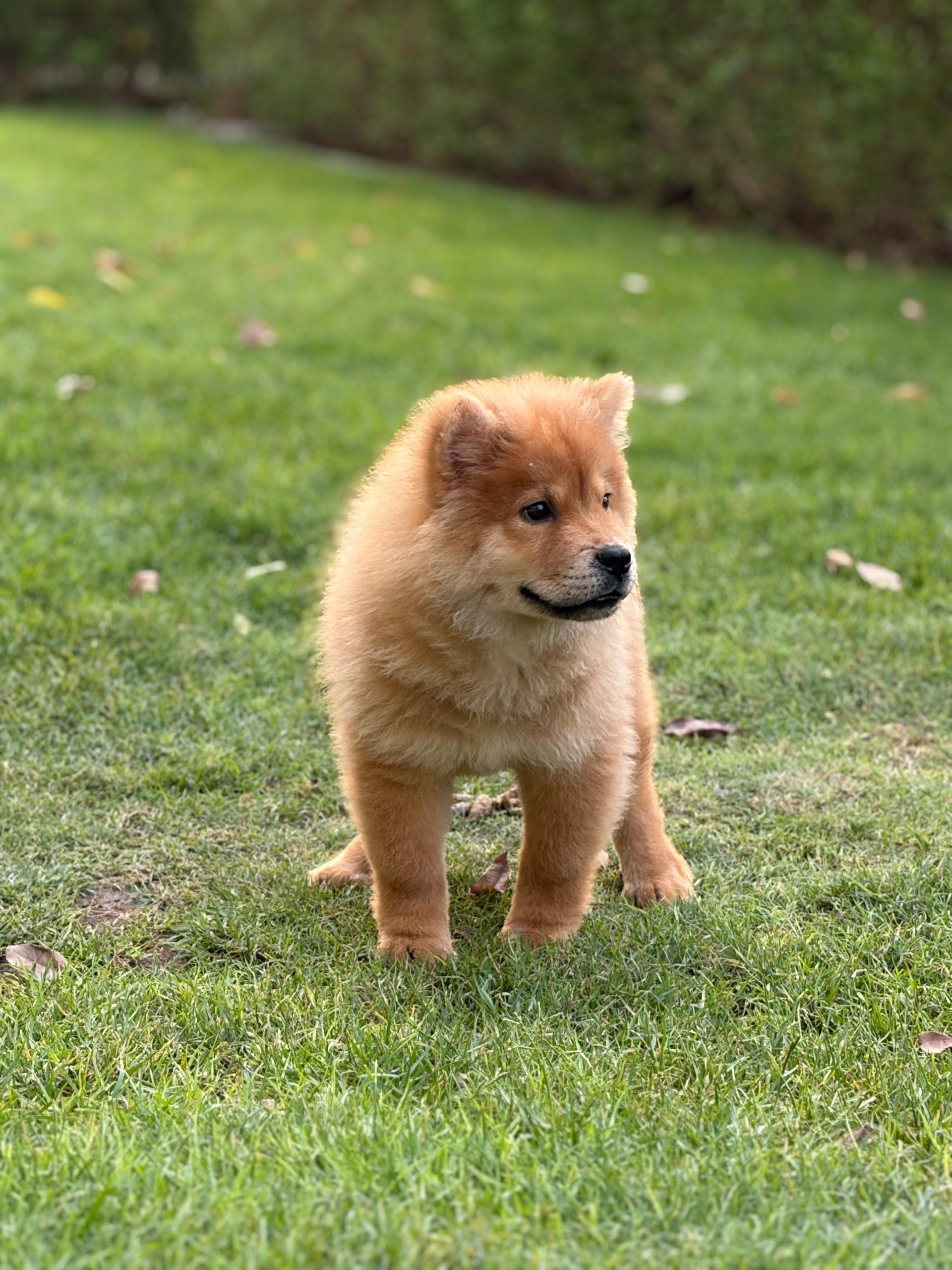 Chow Chow Puppy for Sale in Dubai