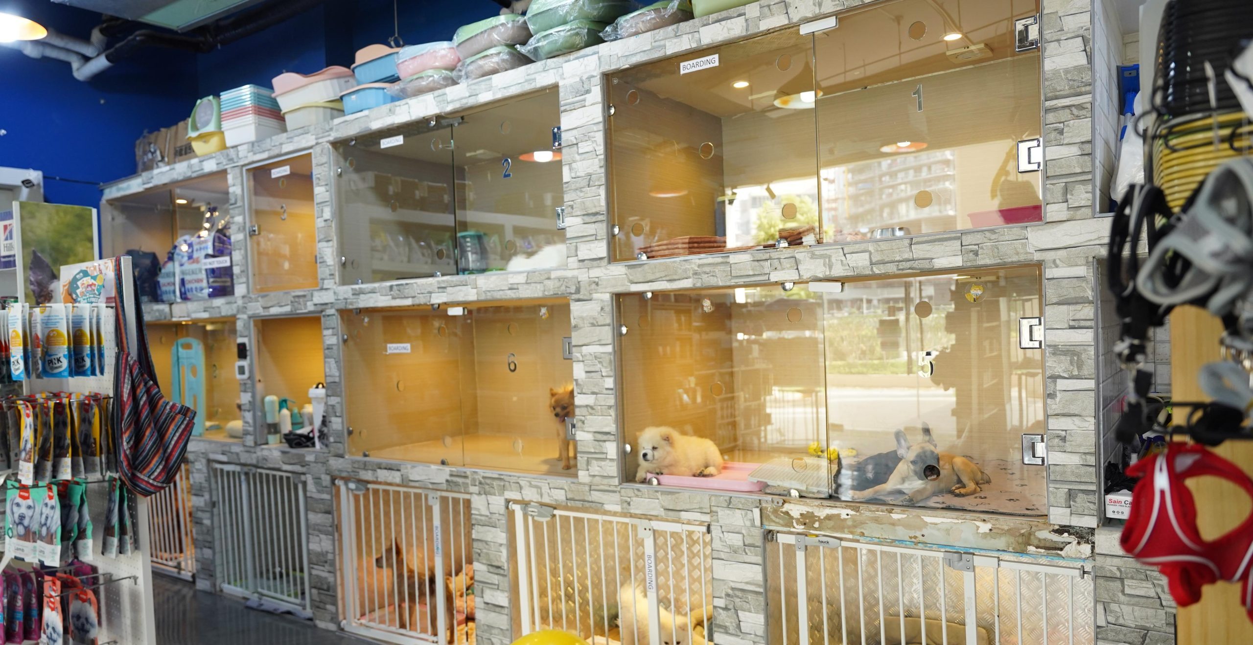 Cat and dog boarding and daycare facility in Dubai