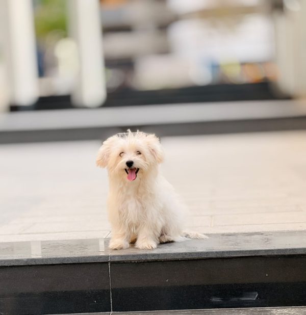 maltese puppy for sale in dubai white coat