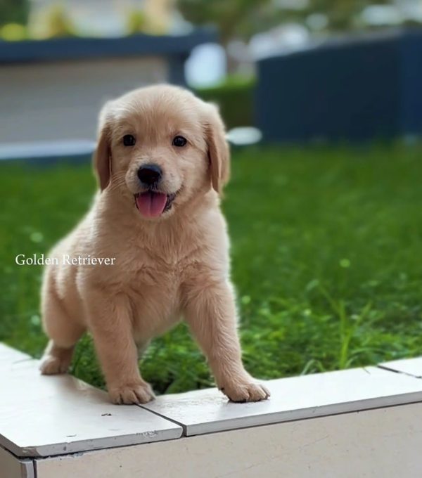 Golden retriever puppy for sale in Dubai