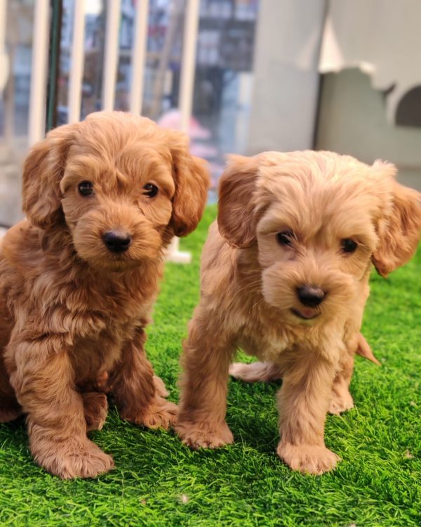 Hypoallergenic cockapoo puppy family dog dubai