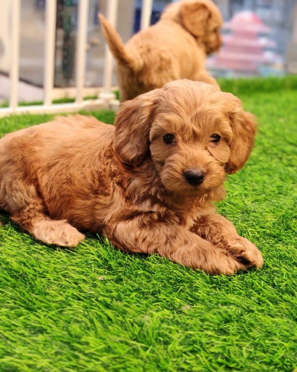Auburn red cockapoo puppy dubai