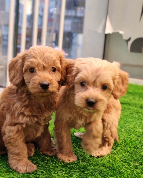 Cockapoo puppy for sale in dubai