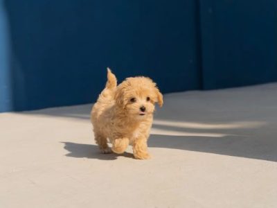Apricot toy Maltipoo puppy with a soft curly coat available for sale in Business Bay, Dubai