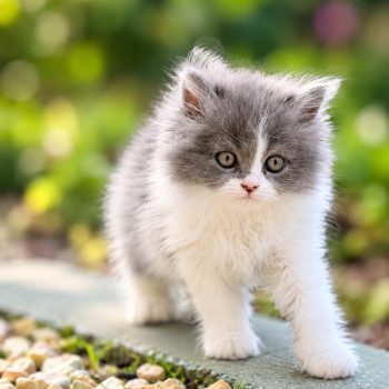 golden chinchilla persian kitten dubai