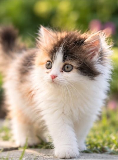 calico persian kitten for sale in dubai white black orange coat
