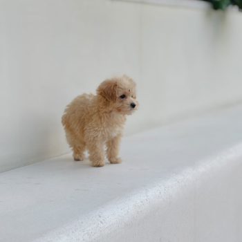 Male Toy Poodle puppy looking at camera in Duba