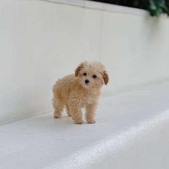 Toy Poodle puppy for sale in Dubai