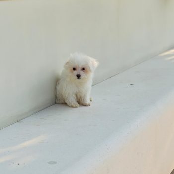 Maltipoo puppy next to its vaccination card and passport