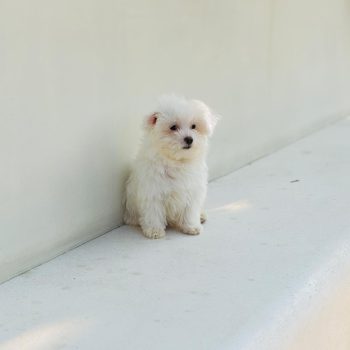 Maltipoo puppy for sale in Dubai