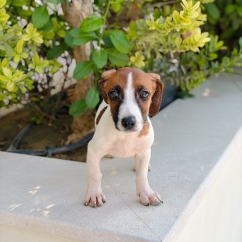 Jack Russell puppy held in two hands to show its size