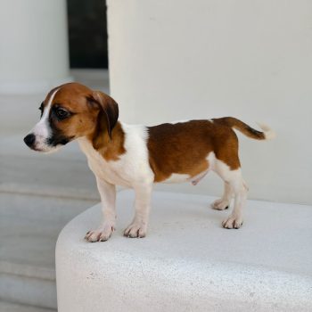 Tri colour Jack Russell puppy for sale in Dubai