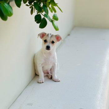 Chihuahua puppy for sale in Dubai