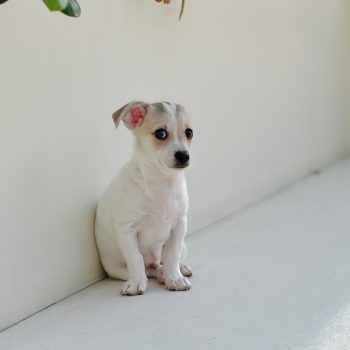 Chihuahua puppy next to its vaccination card and passport