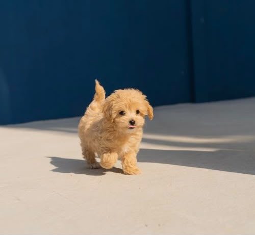 Apricot toy Maltipoo puppy with a soft curly coat available for sale in Business Bay, Dubai