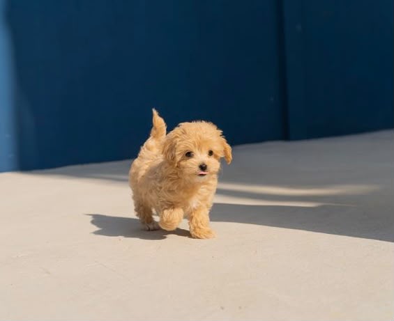 Apricot toy Maltipoo puppy with a soft curly coat available for sale in Business Bay, Dubai