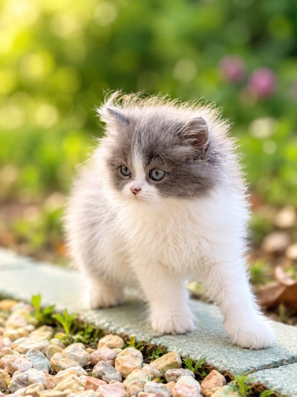 brushing persian kitten long coat grooming dubai