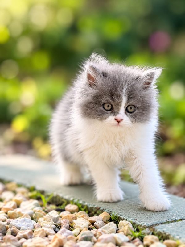 golden chinchilla persian kitten dubai
