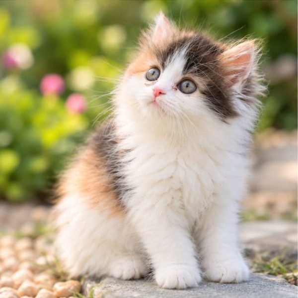 calico-persian-male-1.jpg
