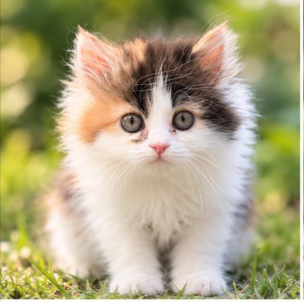 vet checking calico persian kitten sex dubai
