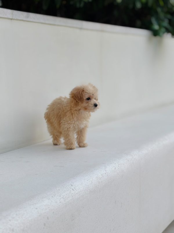 Male Toy Poodle puppy looking at camera in Duba