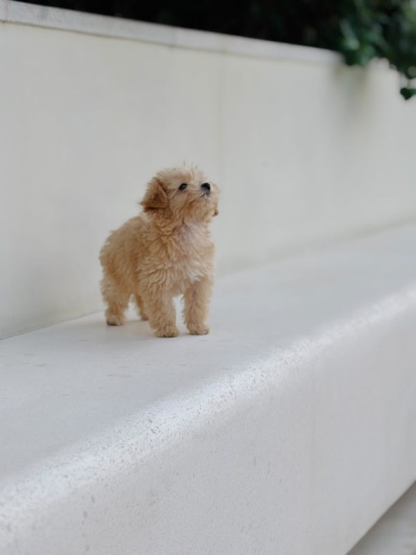 Playful Toy Poodle puppy running and playing