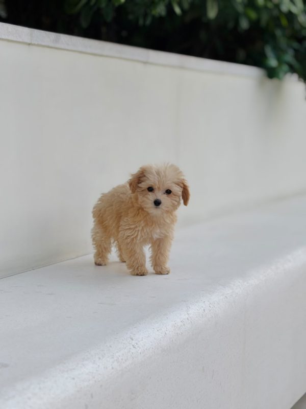 Toy Poodle puppy with vaccination health record