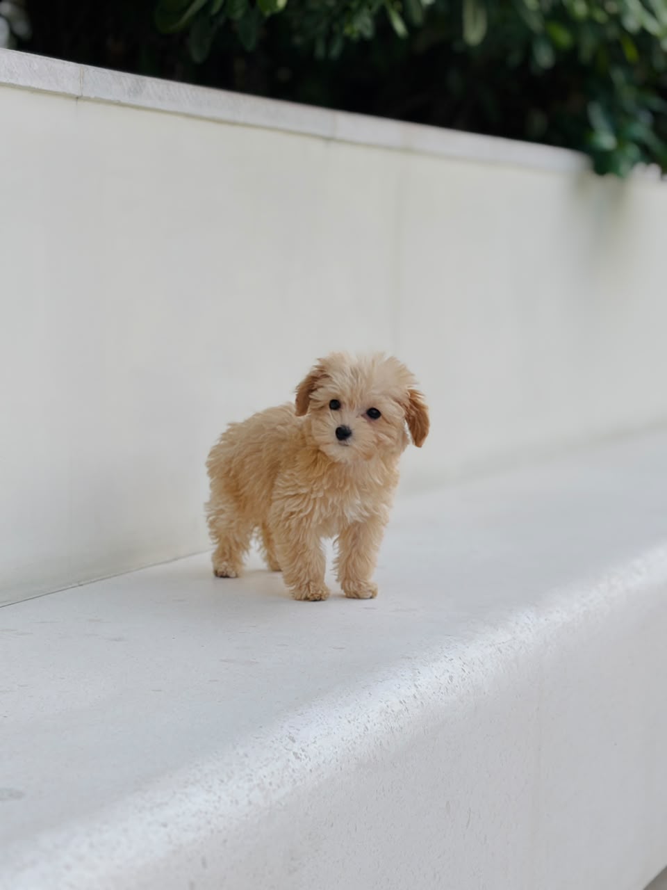 Toy Poodle puppy for sale in Dubai