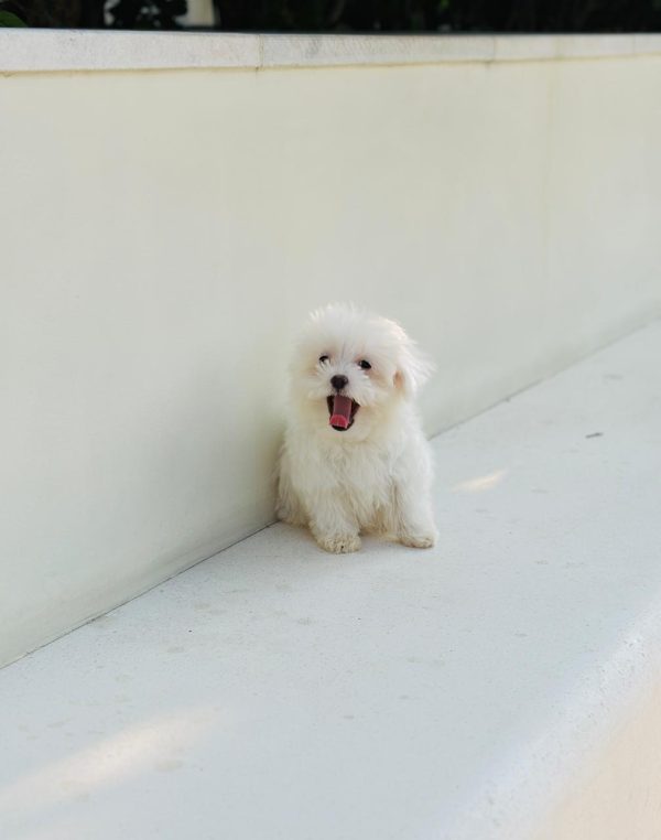 Maltipoo puppy in the Tom and Jerry Pet Shop in Business Bay