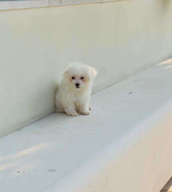 Maltipoo puppy next to its vaccination card and passport