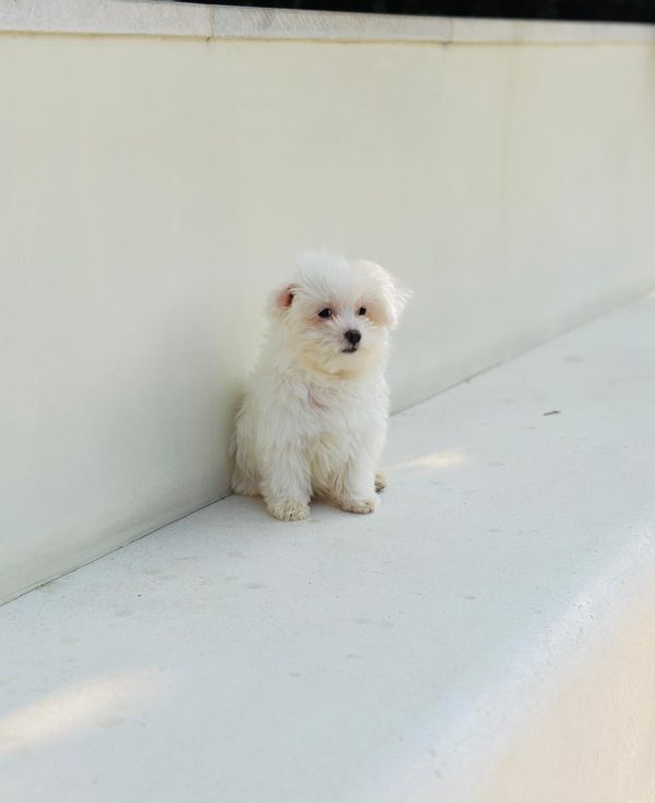 Maltipoo puppy for sale in Dubai