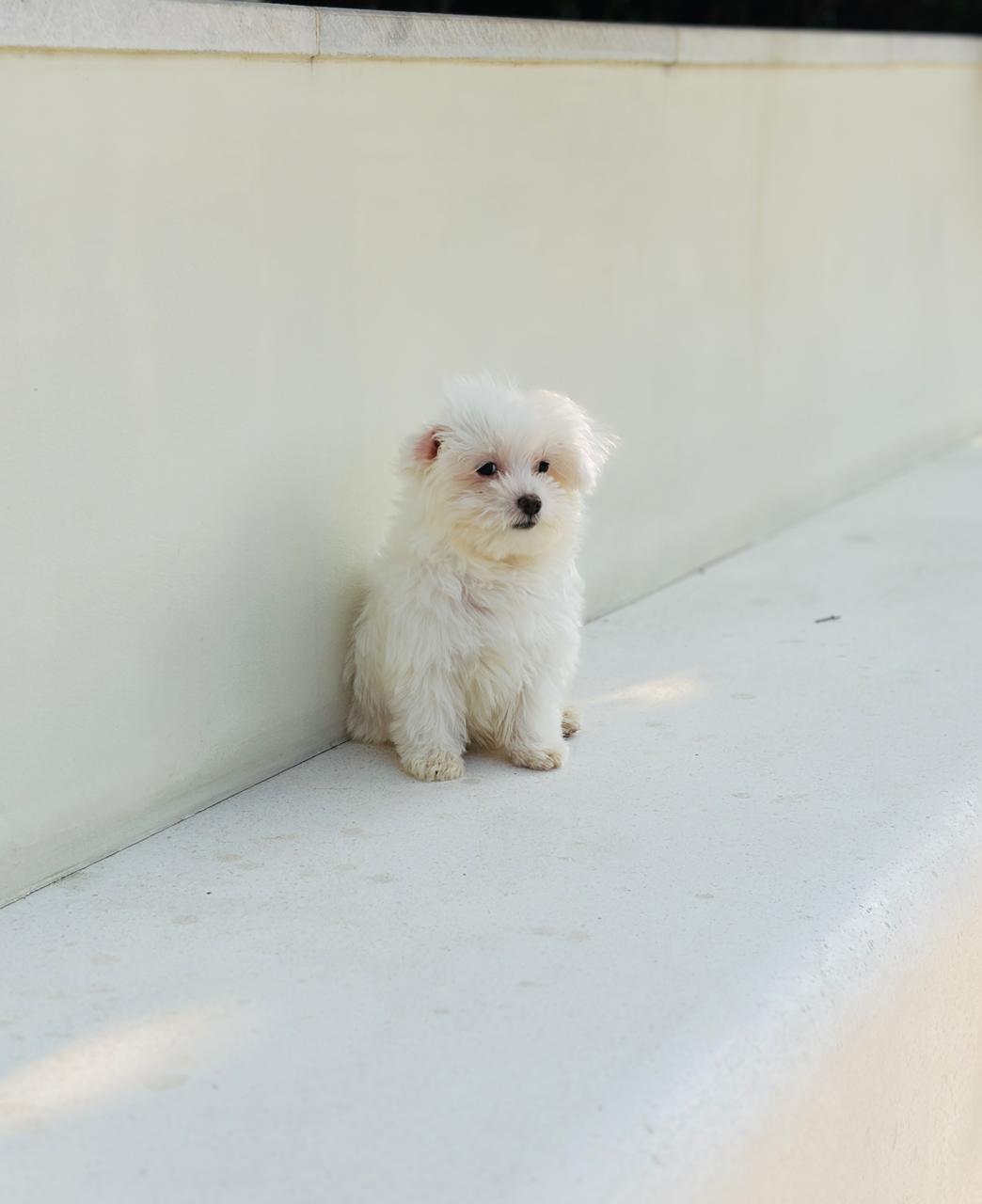 Maltipoo puppy for sale in Dubai