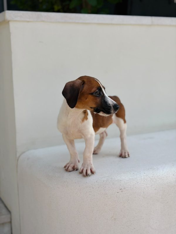 Jack Russell puppy playing with a ball