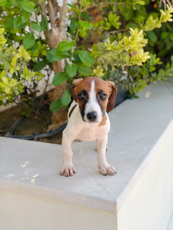 Jack Russell puppy held in two hands to show its size