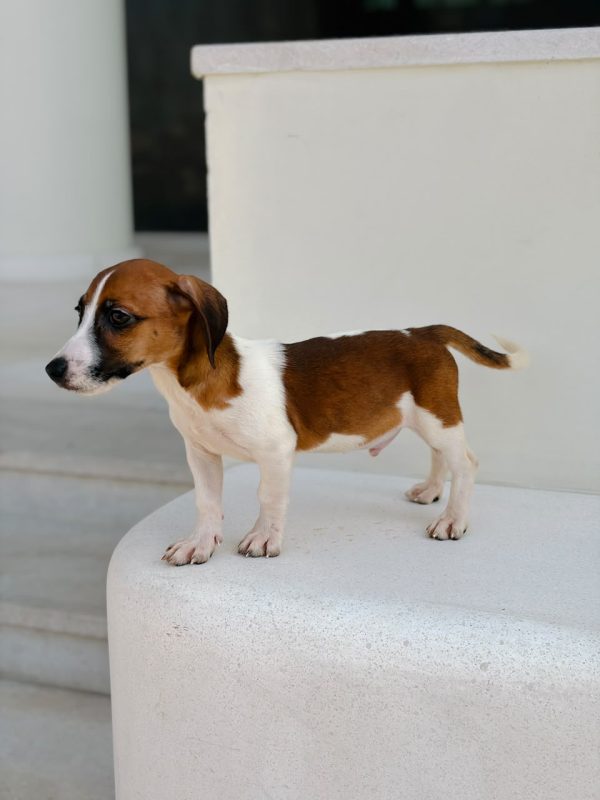 Tri colour Jack Russell puppy for sale in Dubai