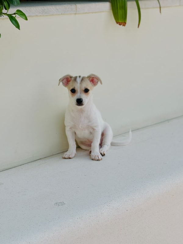 Fawn Chihuahua puppy for sale in Dubai