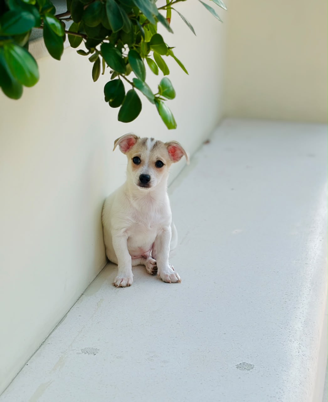 Chihuahua puppy for sale in Dubai