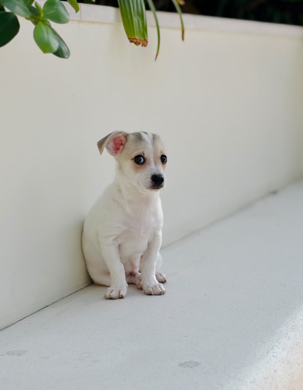 Chihuahua puppy next to its vaccination card and passport