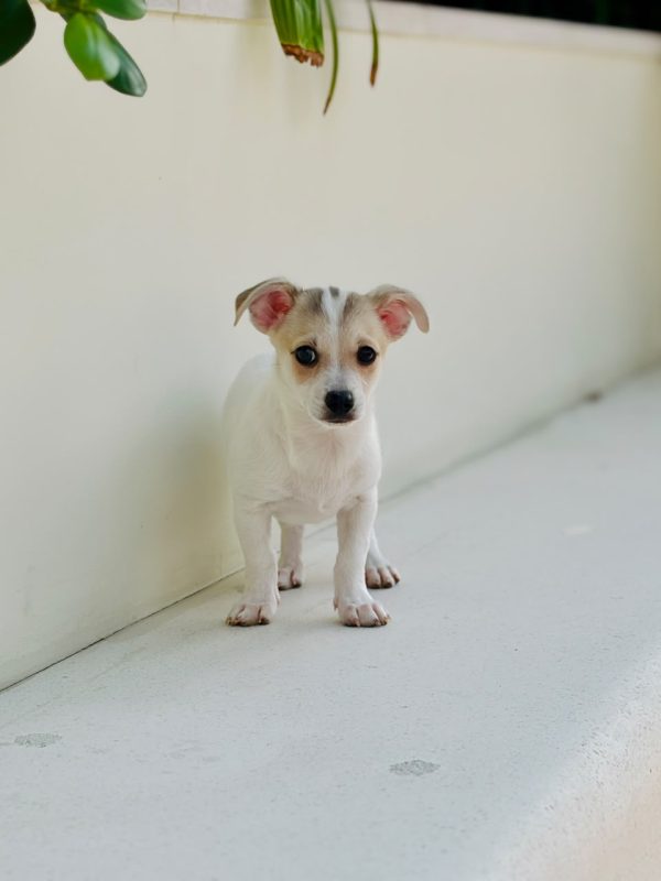 Chihuahua puppy held in two hands to show its size