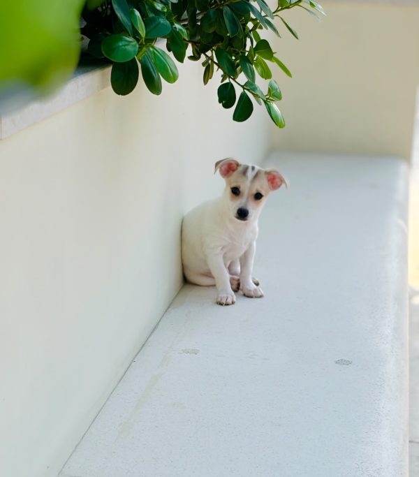 Long-haired Chihuahua puppy